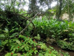 -中国科学院西双版纳热带植物园