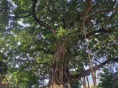 -九龙公园