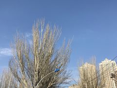 -青城公园