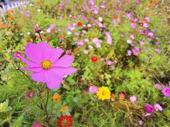 -前小桔亲子创意农场·草莓采摘·露营烧烤