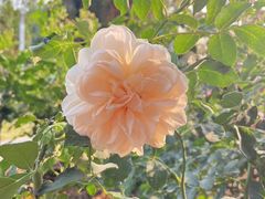 -人民公园(罗湖区)