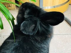 -1973继光香香鸡(合生汇购物中心店)