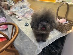 -钦宠·猫咪售卖·洗护·寄养(东圃旗舰店)