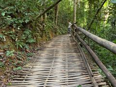 -西双版纳原始森林公园