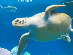 -长春中泰海洋世界