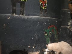 -猫咪博物馆(顶澳仔猫街店)