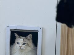 -鼓捣猫呢主题猫咖店