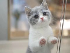 -飞行喵MR PILOT|猫舍·猫咖(静安大融城店)