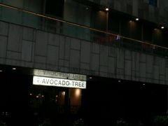-油梨树 AVOCADO TREE(亮马桥店)
