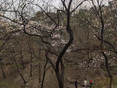 -香山公园