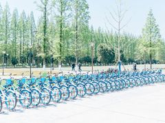 -黄海国家森林公园