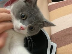 -佳怡动物医院·平价24小时·猫专科骨外科