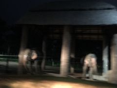 -清迈夜间动物园