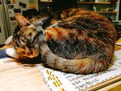 -猫的天空之城概念书店(杭州南宋御街店)