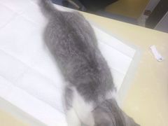 -美联众合动物医院(·中兽医·疑难杂症·严家桥分院)