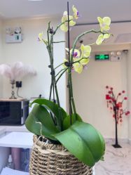 -海涛医疗美容·面部抗衰·注射美鼻