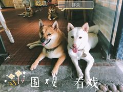 -柴犬高等学院·狗咖·柴犬售卖·宠物训练