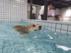 -柚子宠物(伊珊娜调理店)