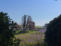 -上海鲜花港