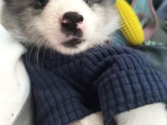 -翊宠yipet猫狗购宠庄园犬舍•猫舍