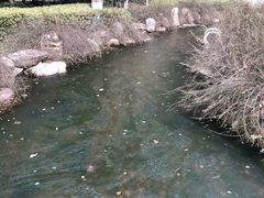 -马有才牛肉面(银池·花香丽舍店)