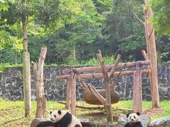 -都江堰中华大熊猫苑