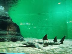 -上海海洋水族馆