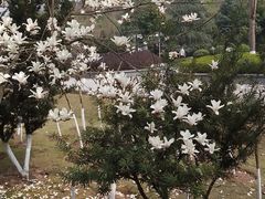 -重庆园博园