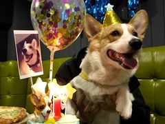 -百好乐宠物友好餐厅(朝外大街店)