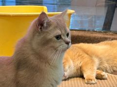 -大型宠物商超·宠海王国·宠物猫狗活体·用品·美容(新世界百货重庆店)