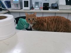 -派特宠物医院(圆融广场店)