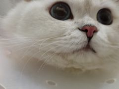 -伟伟宠物医院·瑞派猫友好医院·猫科(光谷店)
