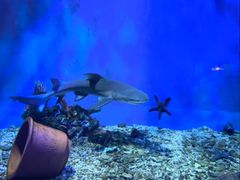 -太平洋海底世界