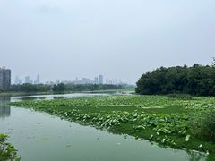 -月湖风景区