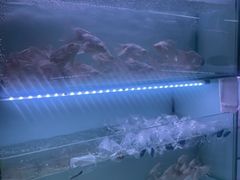 -青石桥花鸟鱼虫市场(叠翠城店)