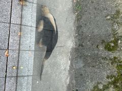 -上海野生动物园