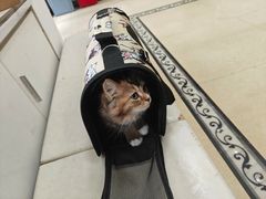 -宠颐生汉谟拉比宠物医院