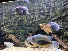 -上海海洋水族馆