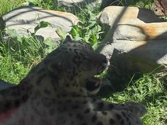 -青藏高原野生动物园