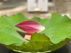 -松临·铁板烧&Omakase(神农店)