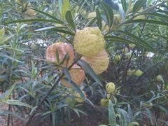 android_upload_pic-广西壮族自治区药用植物园