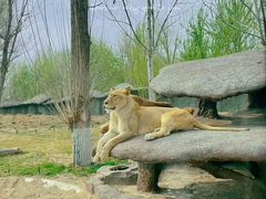 -北京野生动物园