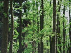 -上海共青森林公园