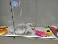 -babydoll猫舍·米努特·德文·缅因(久光中心店)