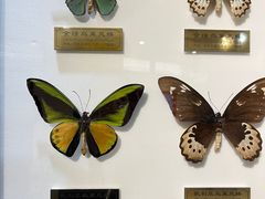 -上海昆虫博物馆