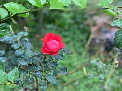 -谷咖啡·鲜花绿植花园餐厅