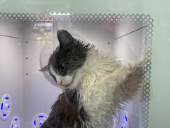 -爱洗澡的猫(望京店)