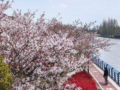 -高东镇樱花园