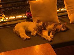 -Sirena海妖日咖夜酒