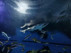 -海合安武汉极地海洋公园